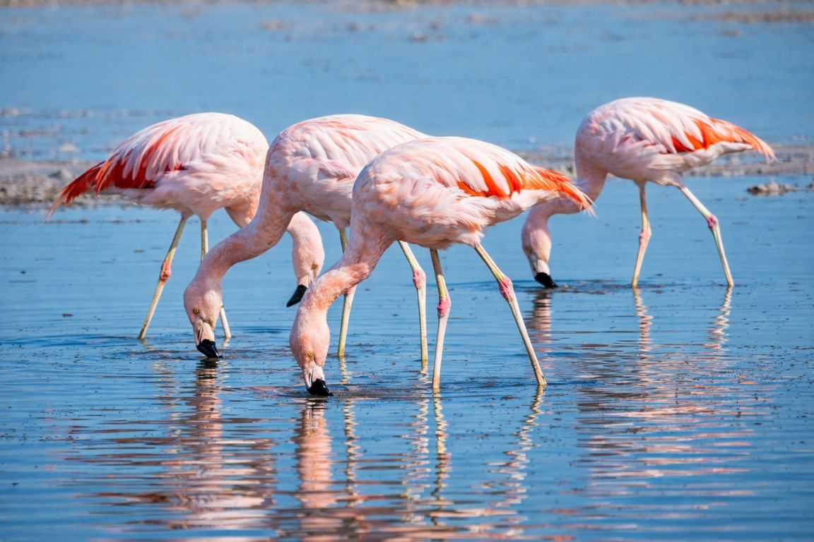 Wild flamingos wading in Laguna Chaxa salt lagoon on a scenic Atacama Desert tour organized by Atacama Chile Tours.